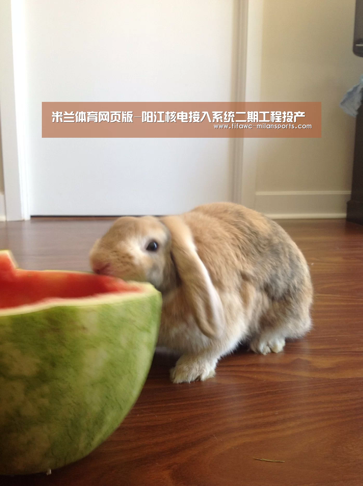 米兰体育网页版